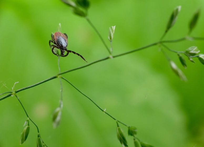 Macrophotography of a tick (© Michael Tieck - stock.adobe.com) Macrophotography of a tick
