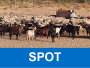 GHPP project SPOT - As one of the primary animal-human interfaces, livestock are included in One Health field surveys in Tunisia. Source: Youmna M'ghirbi, Institute Pasteur de Tunis