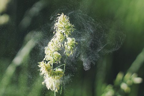 Pflanze mit Blütenstaub. Quelle: © Free-Photos auf Pixabay