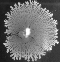 A colony of Acinetobacter baumannii spreading on a semi-solid medium surface. (© RKI) A colony of Acinetobacter baumannii spreading on a semi-solid medium surface.