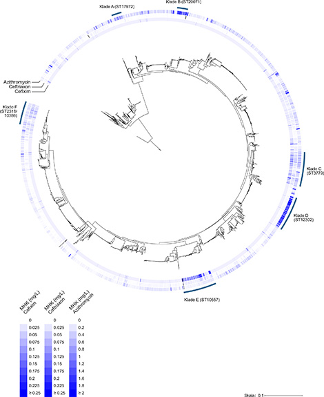Abb. 2: Überlagerung der minimalen Hemmkonzentrationen (MHK) mit Dendrogramm der typisierten Neisseria gonorrhoeae Isolate 2016-2020. Quelle: © Go-Surv-AMR