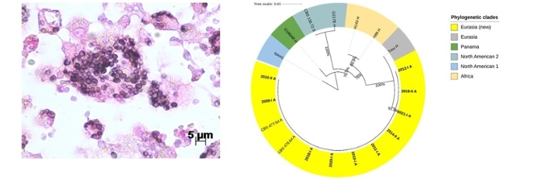 Links: Histopathologischer Befund. Rechts: phylogenetische Untersuchung (© RKI) Links: Histopathologischer Befund. Rechts: phylogenetische Untersuchung