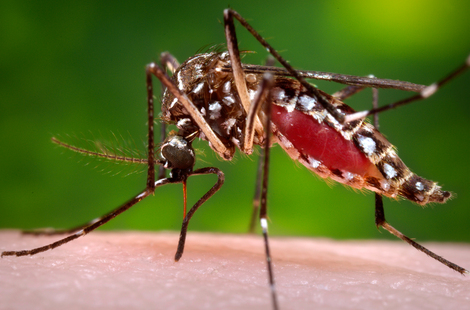 Die Ägyptische Tigermücke (Aedes aegypti) ist der hauptsächliche Überträger von Gelbfieber, Zikaviren und anderen Viruserkrankungen. Quelle: © James Gathany / CDC