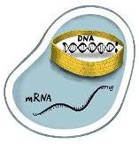 Zelle mit mRNA im Zytoplasma und DNA im Zellkern. Quelle: RKI