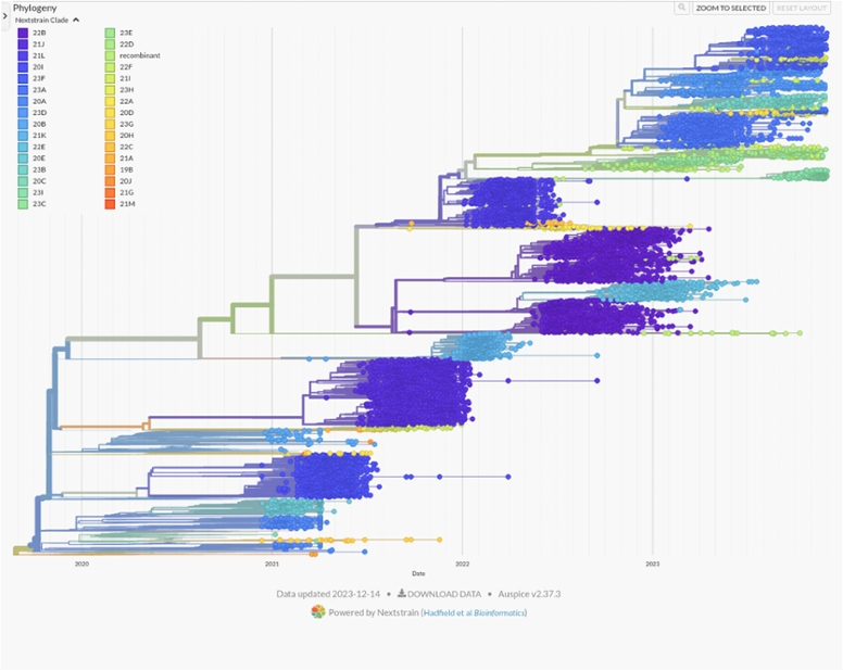 Abb. 2 Phylogenie aller IMSSC2 Sequenzen im Zeitraum Dez. 2020 – Nov. 2023. (© RKI) Abb. 2 Phylogenie aller IMSSC2 Sequenzen im Zeitraum Dez. 2020 – Nov. 2023.