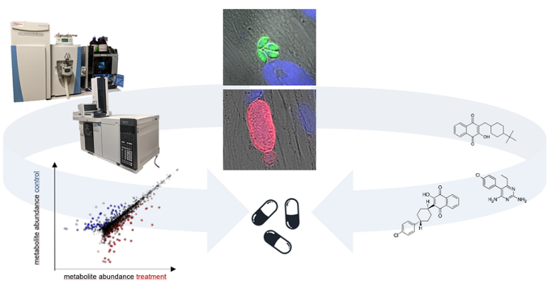 Toxoplasma-gondii-Tachyzoiten (grün) und eine mit Bradyzoiten gefüllte Gewebezyste (rot). Links: Metabolomics-Pipeline mit einem beispielhaften Datensatz. Rechts: Screening von antimikrobiellen Verbindungen. (© RKI; Wikipedia; BanzaiTokyo) Toxoplasma-gondii-Tachyzoiten (grün) und eine mit Bradyzoiten gefüllte Gewebezyste (rot). Links: Metabolomics-Pipeline mit einem beispielhaften Datensatz. Rechts: Screening von antimikrobiellen Verbindungen.