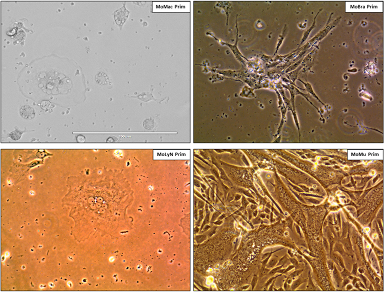 Established cell lines from Angolan free-tailed bats. (© RKI) Established cell lines from Angolan free-tailed bats.