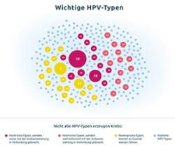 Wichtige HPV-Typen (Hochrisiko-, Niedrigrisiko- und restliche HPV-Typen) (© RKI) Wichtige HPV-Typen (Hochrisiko-, Niedrigrisiko- und restliche HPV-Typen)